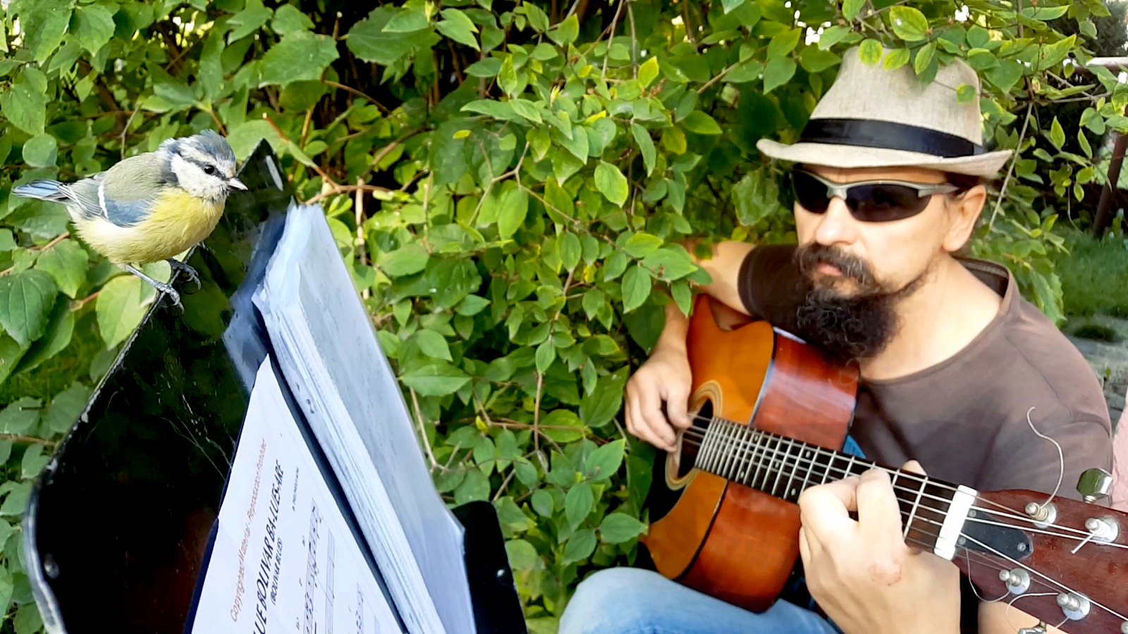 Modrasia Zuzia Modrasia Zuzia