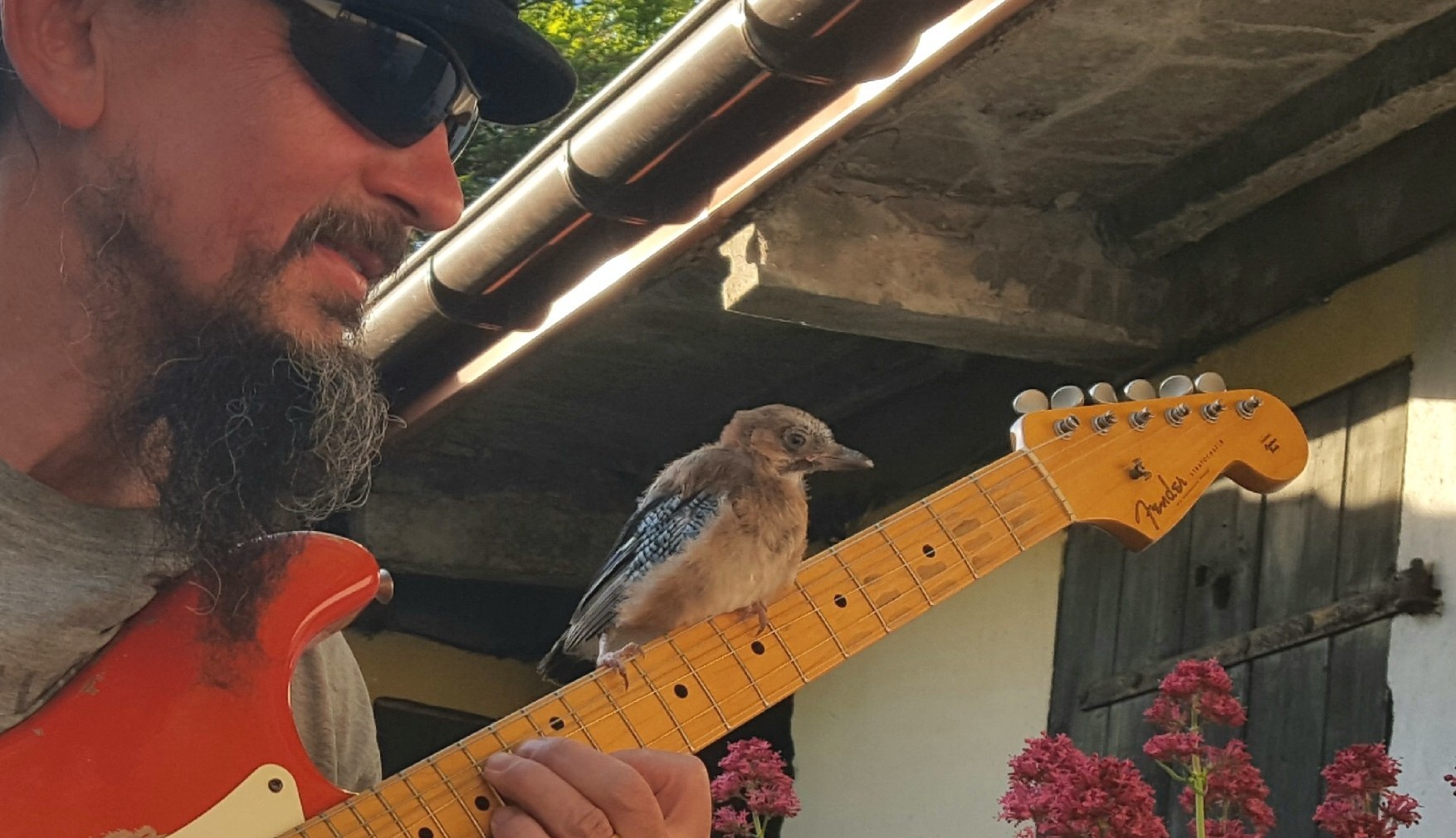 sojka_zosia Sójka Zosia